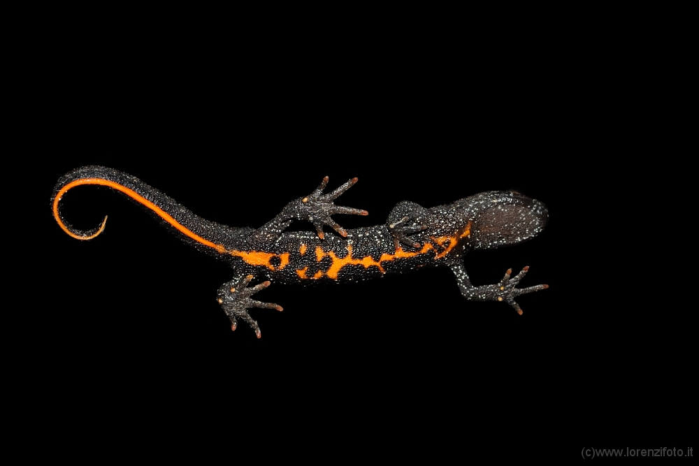 85829 Triturus carnifex (Tritone crestato Italiano, ventre).jpg